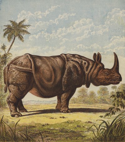Rhinoceros by English School