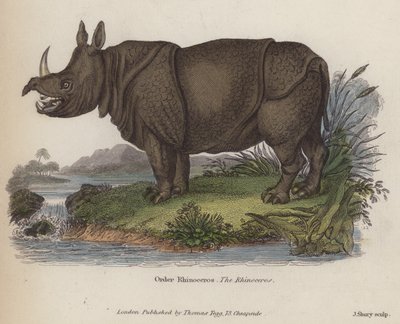 Rhinoceros by English School