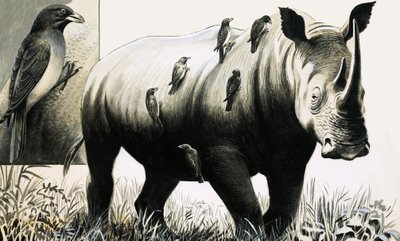 Rhinoceros and Oxpecker Bird by English School