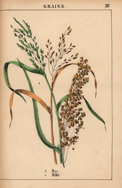 Rice and millet, from 