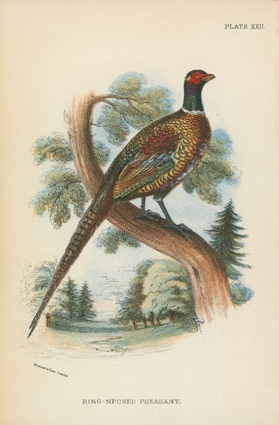 Ring-Necked Pheasant by English School