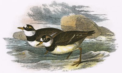 Ringed Plover by English School