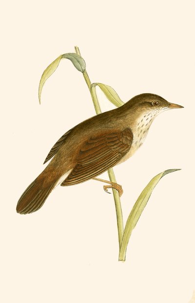 River Warbler, illustration from 