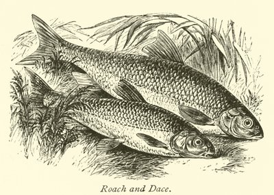 Roach and Dace by English School