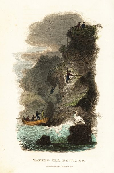 Rock-fowlers hunting for skua gull birds and eggs on the Faroe Islands by English School
