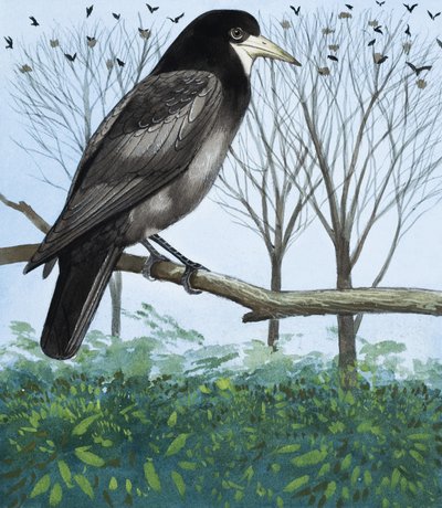Rook by English School