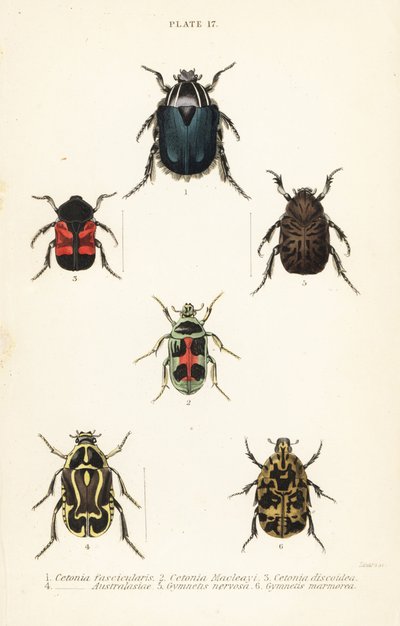 Rose chafer beetles and fiddler beetle by English School
