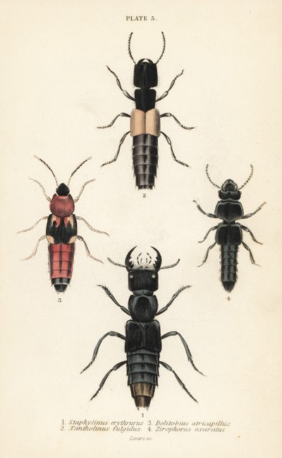 Rove beetles: Staphylinus erythrurus, Xantholinus fulgidus, Bolitobius atricapillus, Zirophorus exaratus by English School