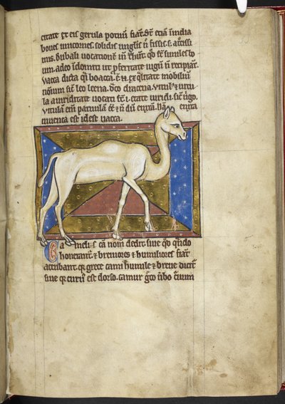 Camel, from 