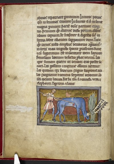 Antelope, from 