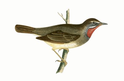 Ruby Throated Warbler, illustration from 