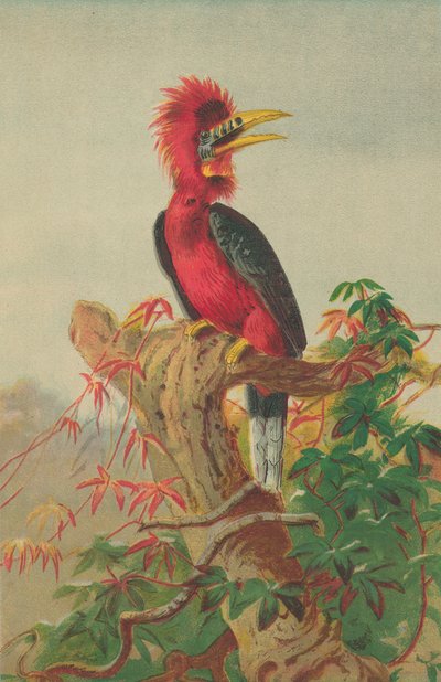 Rufous-necked Hornbill (Buceros Nipalensis) by English School