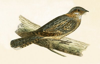 Russet Necked Nightjar, illustration from 