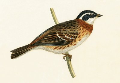 Rustic Bunting, illustration from 