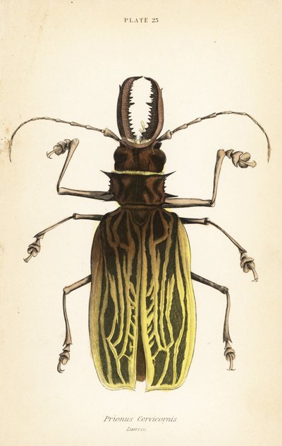 Sabertooth longhorn beetle by English School