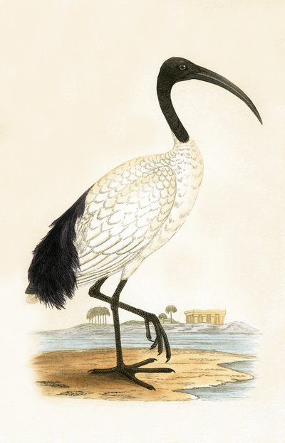 Sacred Ibis, illustration from 