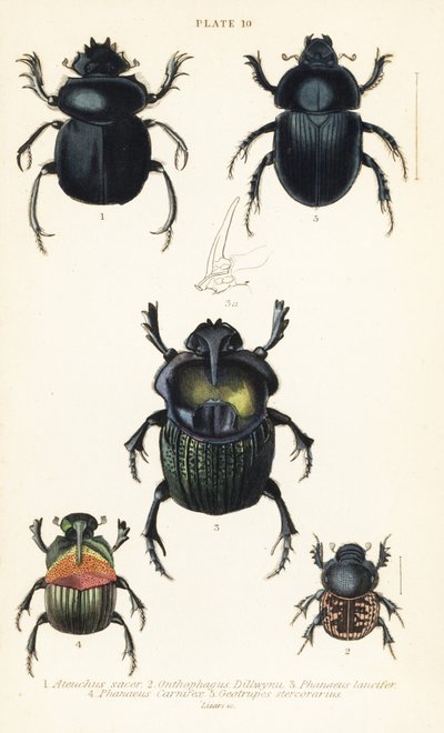 Sacred scarab beetle, Scarabaeus sacer, dung beetles, Onthophagus nuchicornis, Coprophanaeus lancifer, Sulcophanaeus carnifex, and earth-boring dung beetle, Geotrupes stercorarius by English School