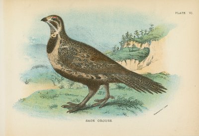 Sage Grouse by English School