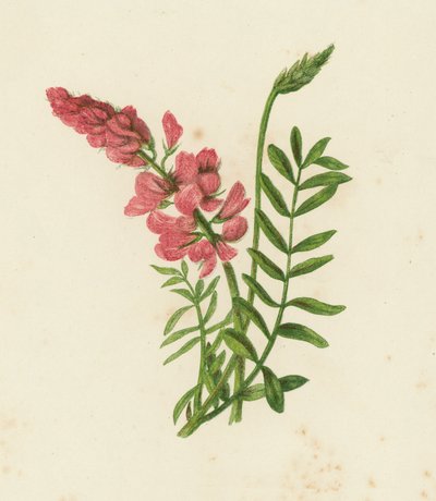 Saintfoin, Onobrychis Sativa by English School