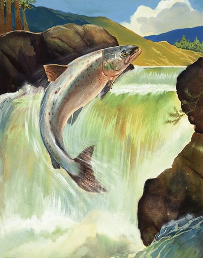 Salmon by English School