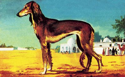 Saluki by English School