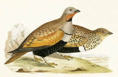 Sand Grouse, illustration from 