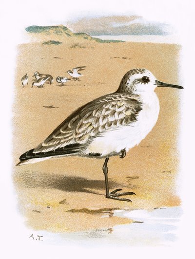 Sanderling by English School