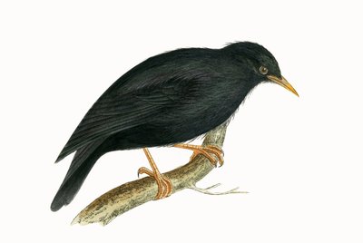 Sardinian Starling, illustration from 