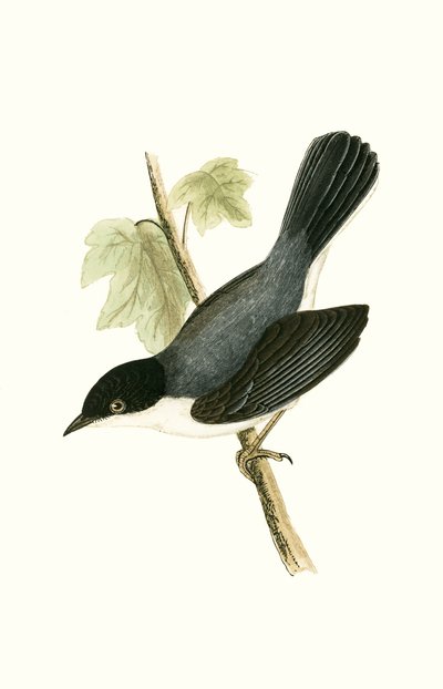 Sardinian Warbler, Illustration from 