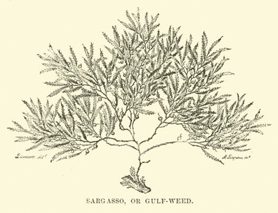Sargasso, or Gulf-weed by English School