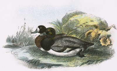 Scaup Duck by English School
