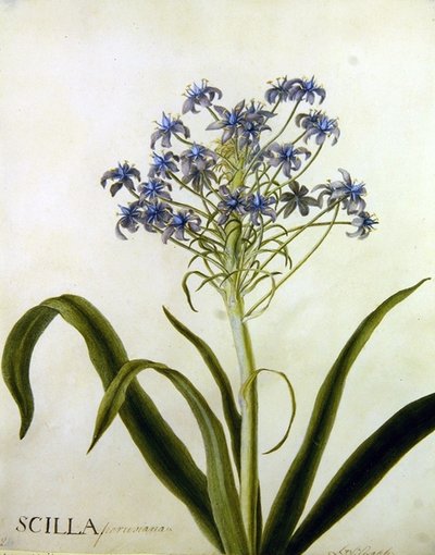Scilla Peruviana Botanical Study by English School