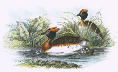 Sclavonian Grebe by English School