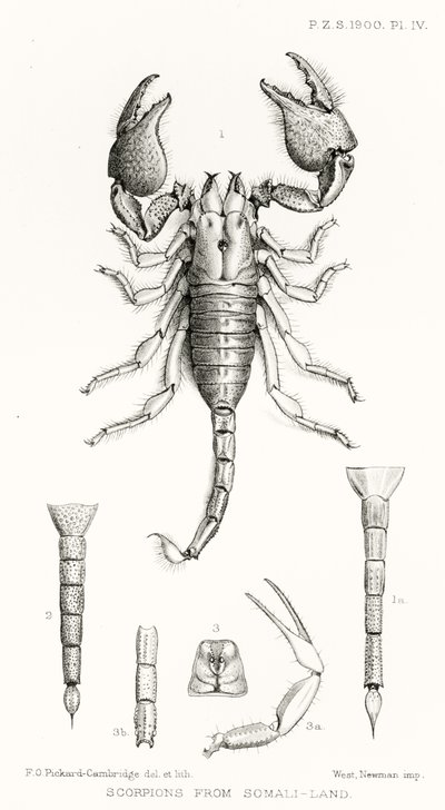 Scorpions from Somali-land, illustration from The Hope Reports, Vol. II, 1897-1900, edited by Edward B. Poulton, Oxford, 1901 by English School