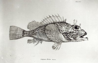 Scorpion Fish, plate 8 from 
