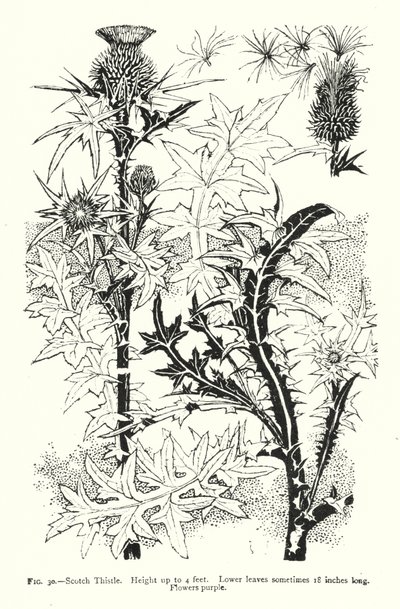 Scotch Thistle; Height up to 4 feet; Lower leaves sometimes 18 inches long; Flowers purple by English School