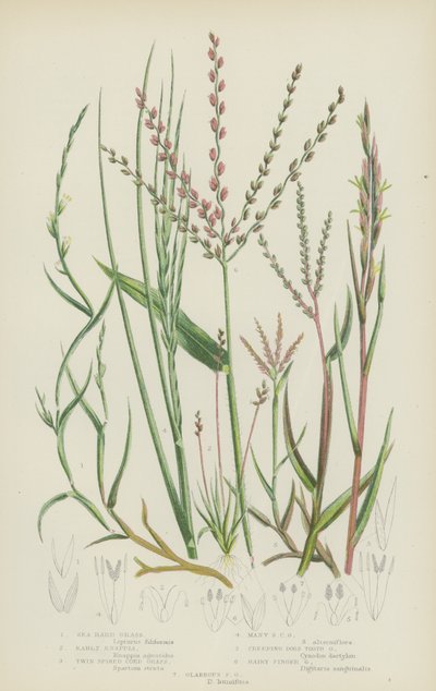 Sea Hard Grass, Early Knappia, Twin Spiked Cord Grass, Many Spiked Cord Grass, Creeping Dogs Tooth by English School