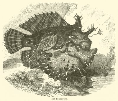 Sea Porcupine by English School