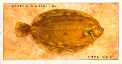 Sea Fishes: Lemon Sole by English School
