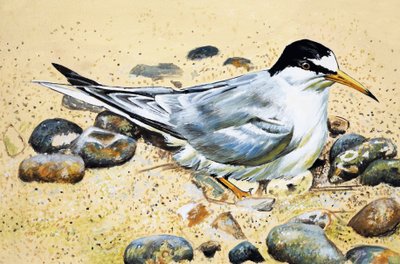 Seabird (Oyster Catcher) by English School
