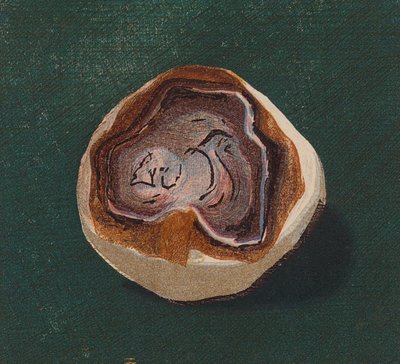 Seaside Pebble by English School