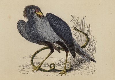 Secretary Bird by English School
