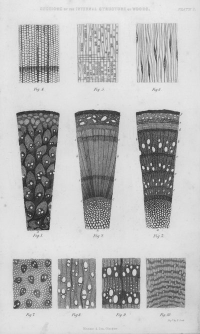 Sections of the Internal Structure of Woods by English School