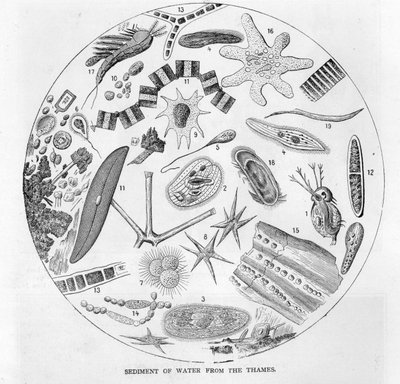 Sediment of water from the River Thames, mid 19th century by English School