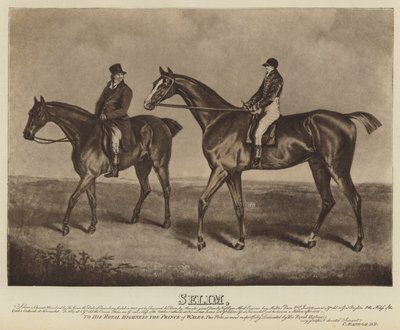 Selim by English School