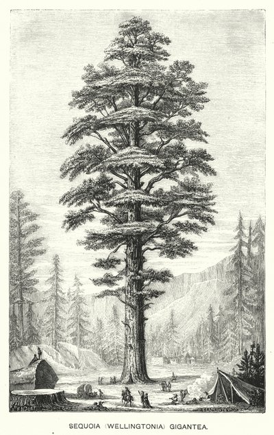 Sequoia Gigantea by English School