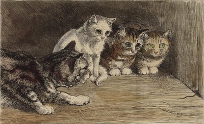 Several Cats Looking at a Mouse
