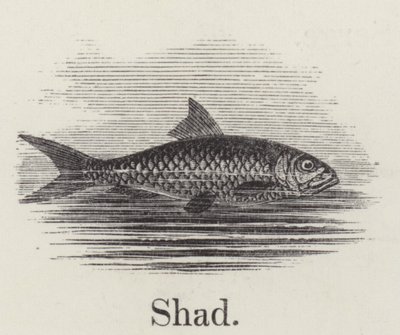 Shad by English School