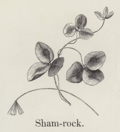Shamrock by English School