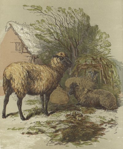 Sheep by English School